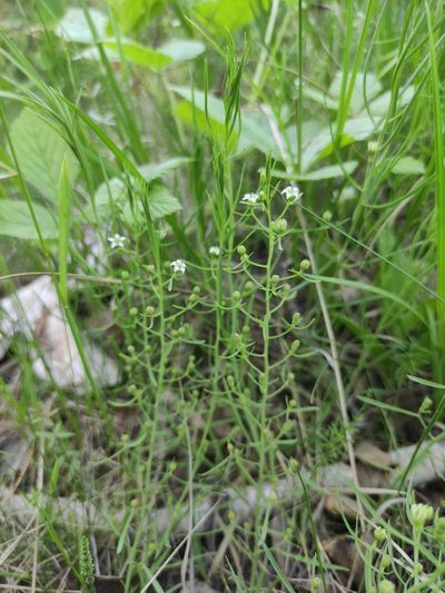 Thesium repens, photographed by Юлия