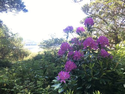 Rhododendron ponticum, photographed by B. Phalan