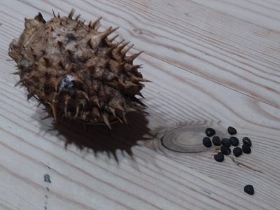 Datura stramonium, photographed by Tom Gulya