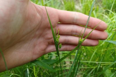 Carex pallescens, photographed by Quinten Wiegersma