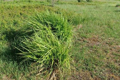 Carex intumescens, photographed by Quinten Wiegersma