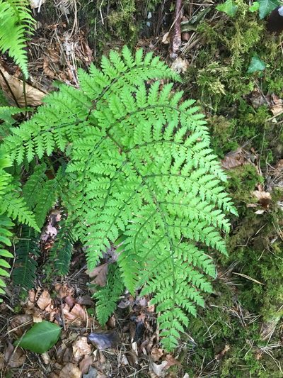 Dryopteris aemula, photographed by B. Phalan