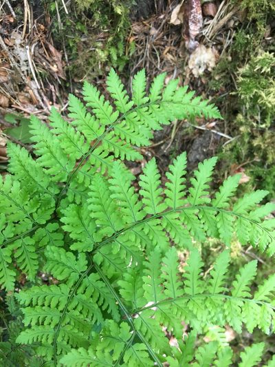 Dryopteris aemula, photographed by B. Phalan