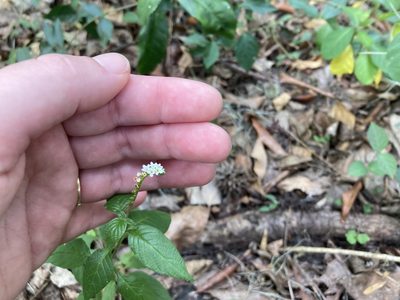 Heliotropium angiospermum