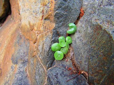 Peperomia bracteata, photographed by Oscar Alejandro Morales Juárez