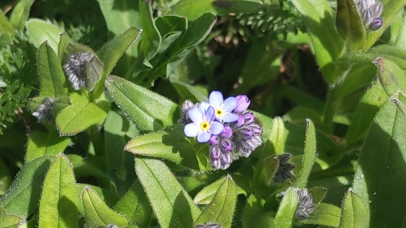 Myosotis alpestris, photographed by Philipp