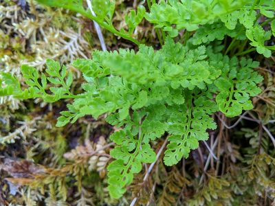 Cryptogramma acrostichoides, photographed by Timothy McNitt