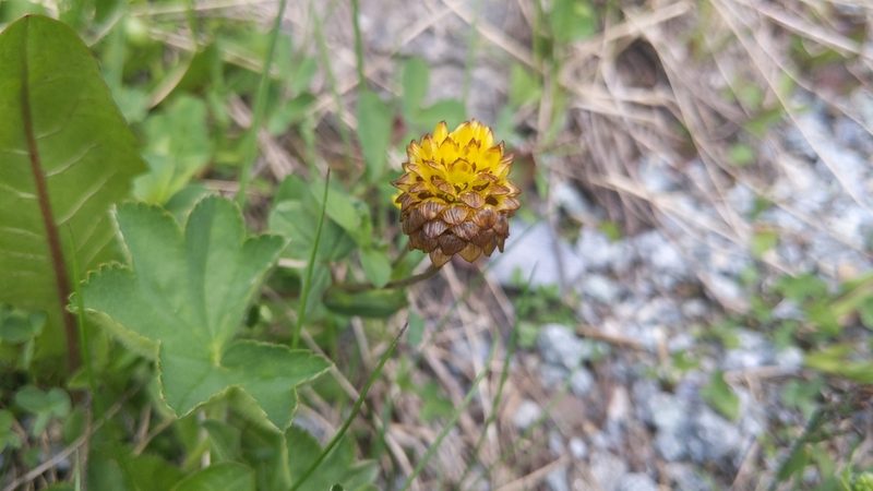 Trifolium badium, photographed by Philipp