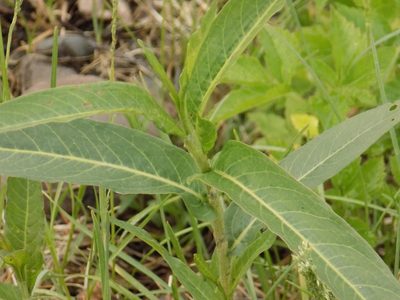 Persicaria amphibia, photographed by Marina Potapova