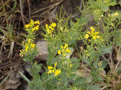 Barbarea vulgaris, photographed by Marina Potapova