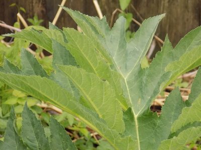 Heracleum dissectum, photographed by Marina Potapova