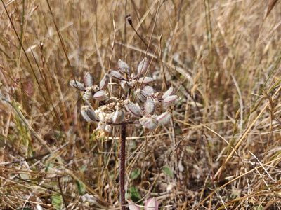 Lomatium dasycarpum, photographed by Alexander Wentworth