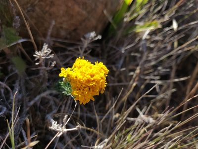 Eriophyllum confertiflorum, photographed by Alexander Wentworth