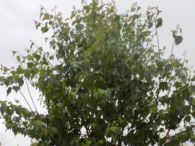 Betula pendula, photographed by Marina Potapova