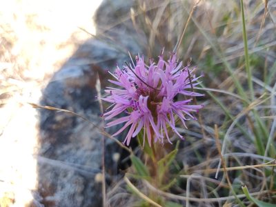 Monardella purpurea, photographed by Alexander Wentworth