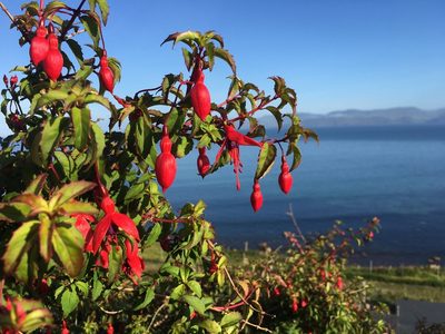 Fuchsia magellanica, photographed by B. Phalan