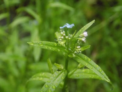 Myosotis scorpioides, photographed by Marina Potapova