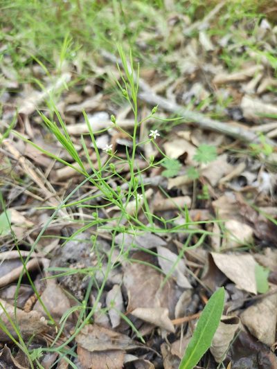 Thesium repens, photographed by Юлия