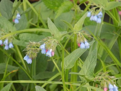 Symphytum caucasicum, photographed by Marina Potapova