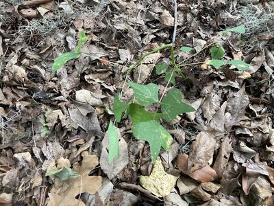 Erythrina herbacea, photographed by Lauren Gillett