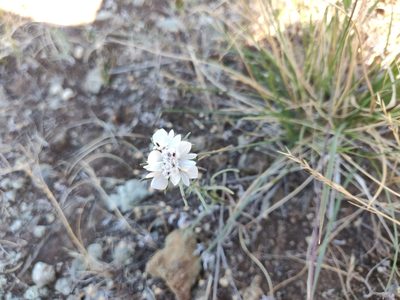 Calycadenia multiglandulosa, photographed by Alexander Wentworth