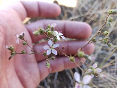 Linum congestum, photographed by Alexander Wentworth