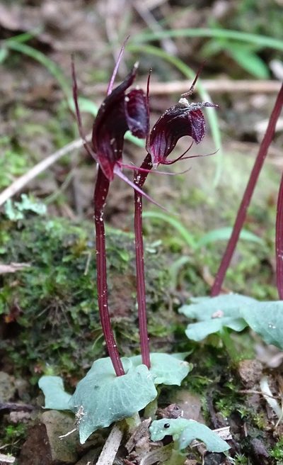 Corybas puniceus, photographed by yijie