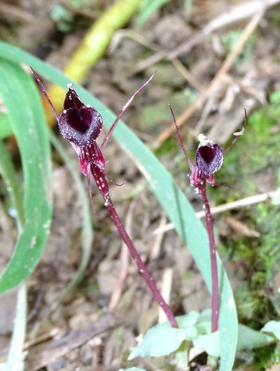 Corybas puniceus, photographed by yijie
