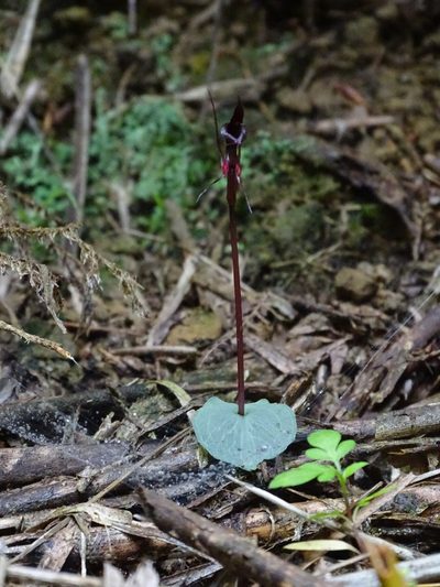 Corybas puniceus, photographed by yijie