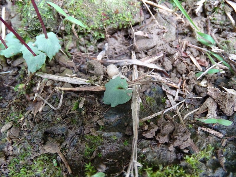 Corybas puniceus, photographed by yijie