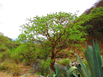 Euphorbia tanquahuete, photographed by Oscar Alejandro Morales Juárez