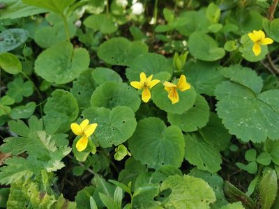 Viola biflora, photographed by Ljaž