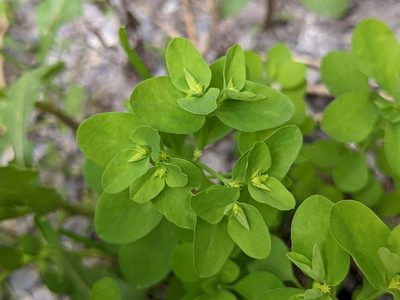 Euphorbia peplus, photographed by Attila Oláh