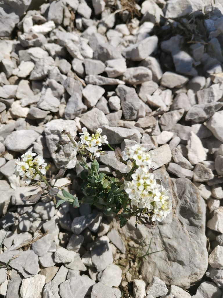 Noccaea minima, photographed by Ljaž