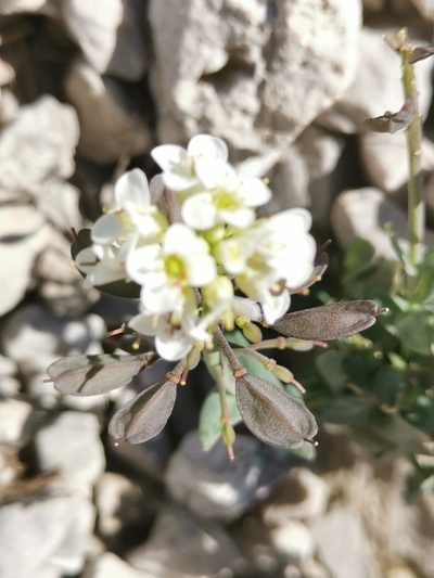 Noccaea minima, photographed by Ljaž