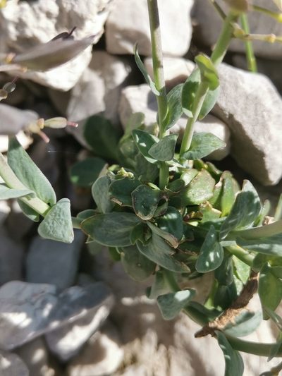 Noccaea minima, photographed by Ljaž
