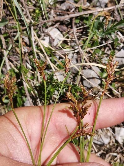 Carex ornithopoda, photographed by Ljaž