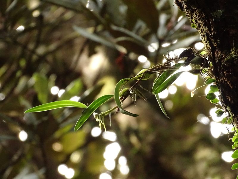 Bulbophyllum bifurcatoflorens, photographed by yijie
