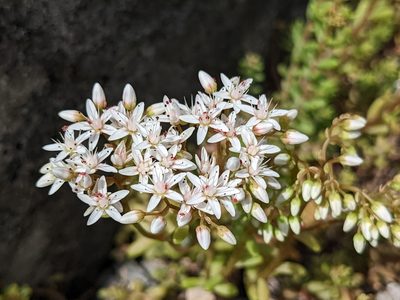 Sedum album, photographed by Attila Oláh