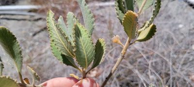 Eriodictyon crassifolium