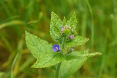 Pentaglottis sempervirens, photographed by Derek Winterburn