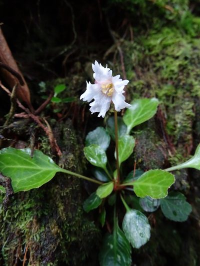 Shortia rotundifolia, photographed by yijie