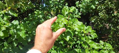 Toxicodendron diversilobum, photographed by Amthinkia