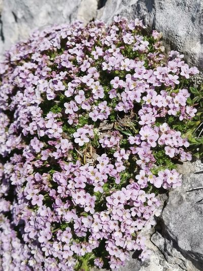 Petrocallis pyrenaica, photographed by Ljaž