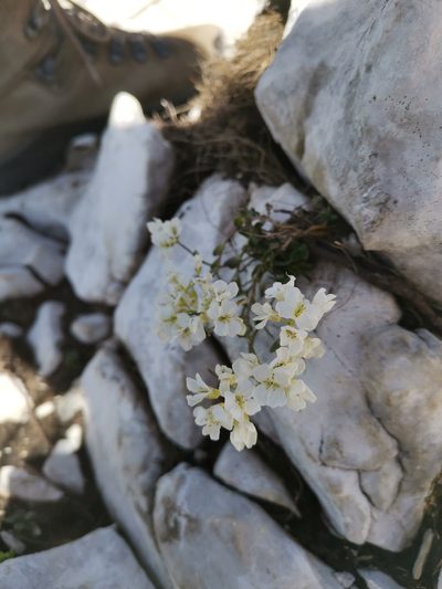 Arabis arabiformis, photographed by Ljaž