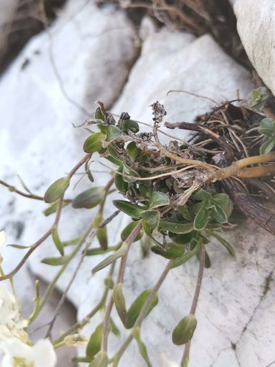 Arabis arabiformis, photographed by Ljaž