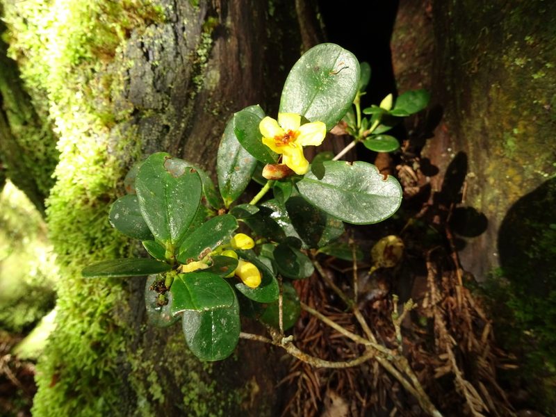 Rhododendron kawakamii, photographed by yijie