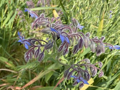 Borago officinalis, photographed by jufox