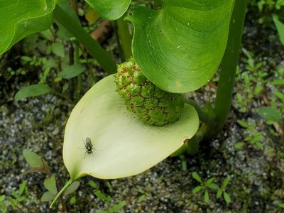 Calla palustris, photographed by Craig Martin