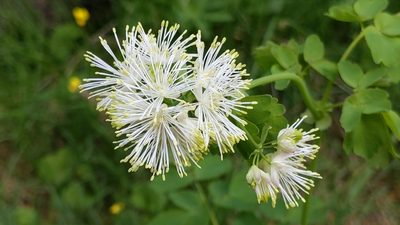 Thalictrum aquilegiifolium, photographed by Philipp
